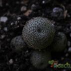 Collecion de estrellamarilla