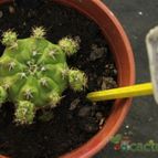 Collecion de estrellamarilla