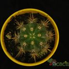 Collecion de estrellamarilla