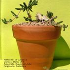 Collecion de ethel