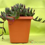 Collecion de ethel