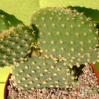 Opuntia microdasys subsp. microdasys