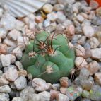 Collecion de eugenia82