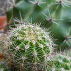 Collecion de eugenia82