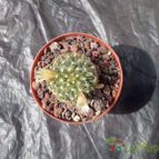 Collecion de fandanguero86