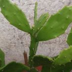 Collecion de ferdyfg