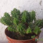 Collecion de ferdyfg
