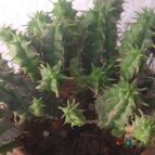 Collecion de ferdyfg