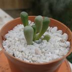 Collecion de ferdyfg