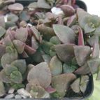 Collecion de ferdyfg