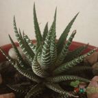 Collecion de ferdyfg