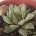 Collecion de ferdyfg