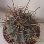 Collecion de ferdyfg