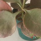 Collecion de ferdyfg