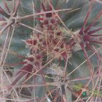 Collecion de ferdyfg