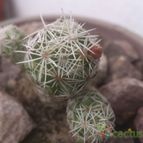 Collecion de ferdyfg
