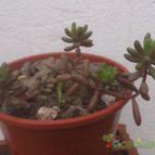 Collecion de ferdyfg