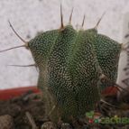 Collecion de ferdyfg