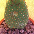 Collecion de fergonzalez
