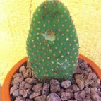 Collecion de fergonzalez
