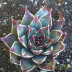 Collecion de fergonzalez