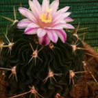 Collecion de fergonzalez