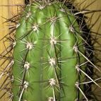 Collecion de fergonzalez