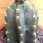 Collecion de fergonzalez