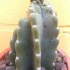 Collecion de fergonzalez