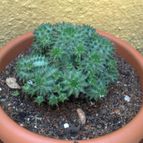Collecion de fergonzalez