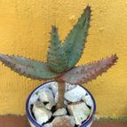 Collecion de fergonzalez