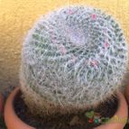 Collecion de fergonzalez