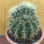 Collecion de fergonzalez