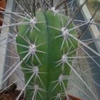 Collecion de fergonzalez