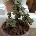 Collecion de fergonzalez