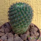 Collecion de fergonzalez