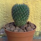 Collecion de fergonzalez