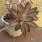 Collecion de fergonzalez