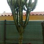 Collecion de fergonzalez