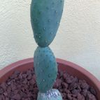 Collecion de fergonzalez