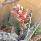 Collecion de fergonzalez