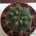 Collecion de fergonzalez