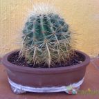 Collecion de fergonzalez