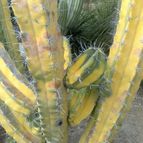 Collecion de fergonzalez