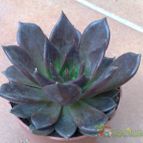 Collecion de fergonzalez