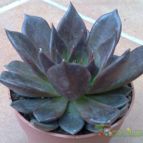 Collecion de fergonzalez