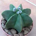 Collecion de fergonzalez