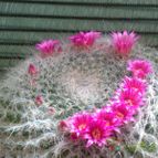 Collecion de fergonzalez