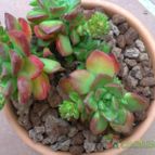Collecion de fergonzalez