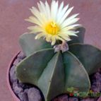 Collecion de fergonzalez